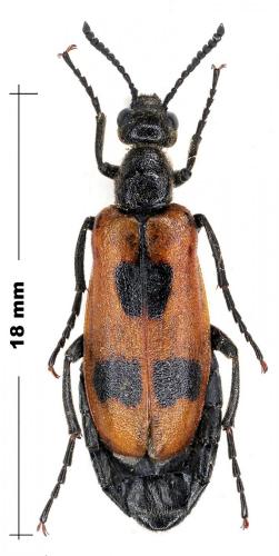 Lydus trimaculatus