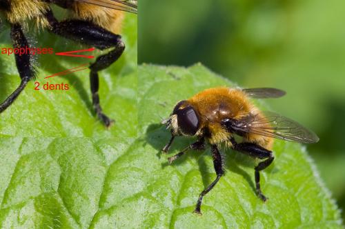 Réf. 81 577 : Merodon equestris