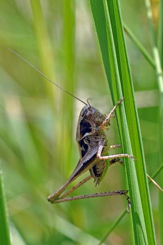 Réf. 81 506 : Tettigoniinae inconnu