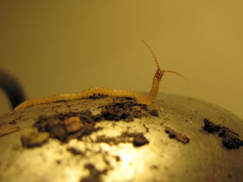 Réf. 81 678 : Geophilus flavus