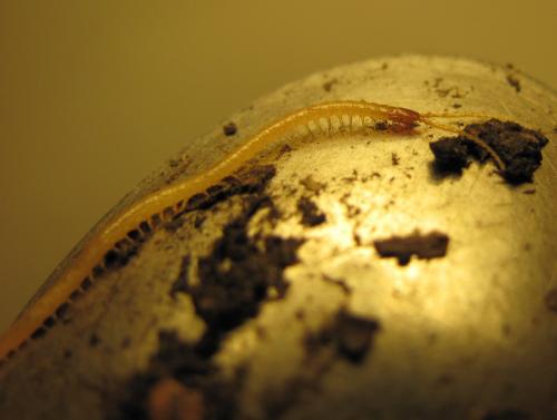Geophilus flavus