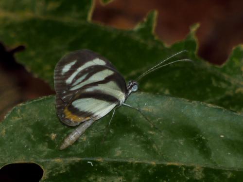 Moschoneura pinthous