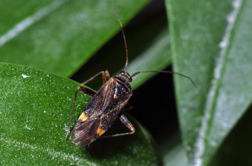 Closterotomus fulvomaculatus