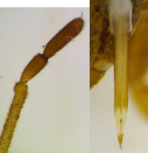 Réf. 81 072 : Trogulus nepaeformis