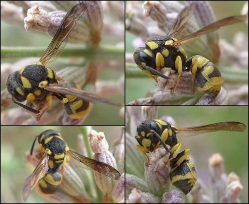 Antepipona deflenda