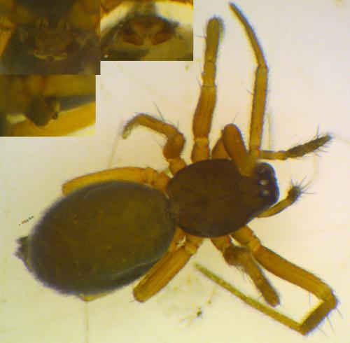 Réf. 81 365 : Agyneta simplicitarsis