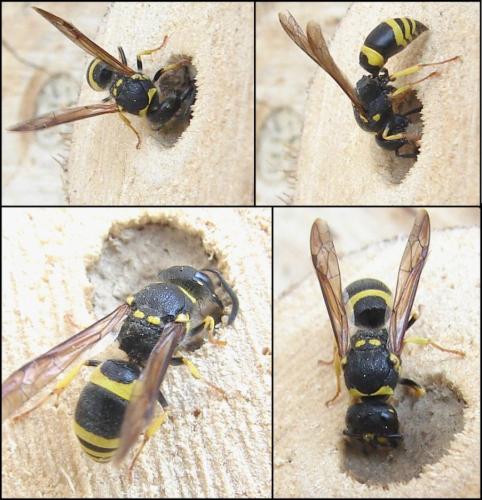 Réf. 81 552 : Ancistrocerus parietum