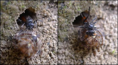 Réf. 81 645 : Caliadurgus fasciatellus
