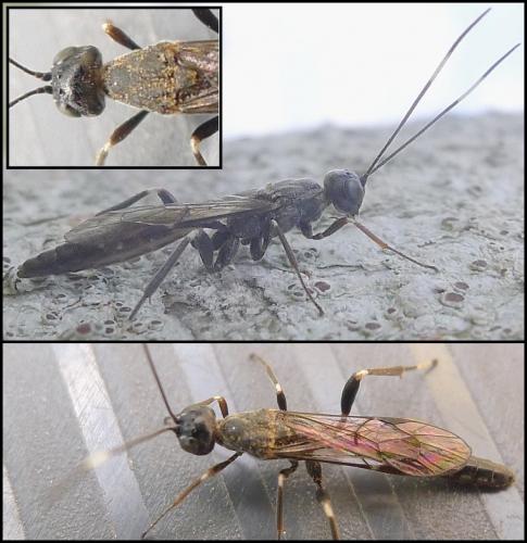 Xorides sp.