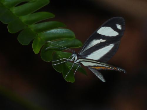 Moschoneura pinthous
