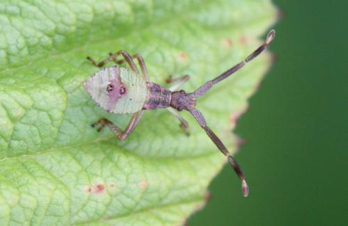 Gonocerus sp.