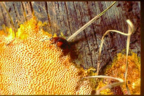 Mycetina cruciata