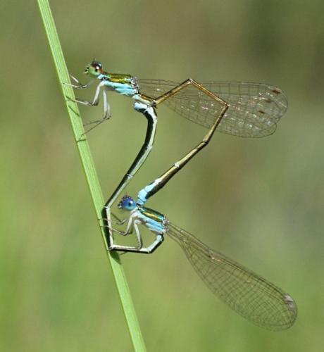 Réf. 81 341 : Nehalennia speciosa