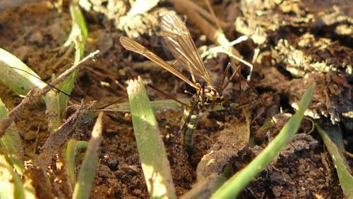 Réf. 81 437 : Nephrotoma appendiculata