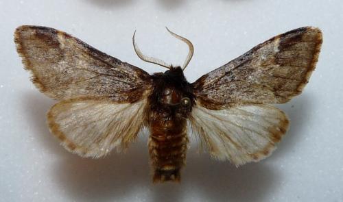 Drymonia dodonaea