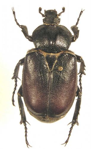 Osmoderma davidis