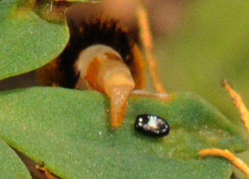 Réf. 81 315 : Bembecia ichneumoniformis