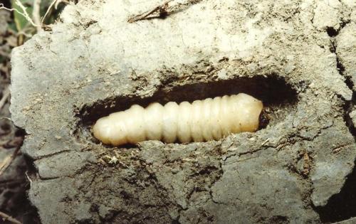 Réf. 81 826 : Dorcadion etruscum