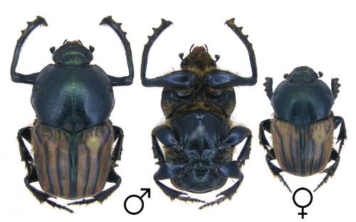 Réf. 81 576 : Onitis humerosus