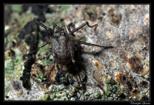 Paroligolophus agrestis