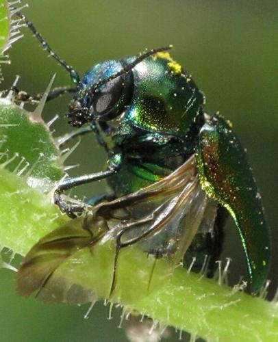 Réf. 81 304 : Cryptocephalus sp.
