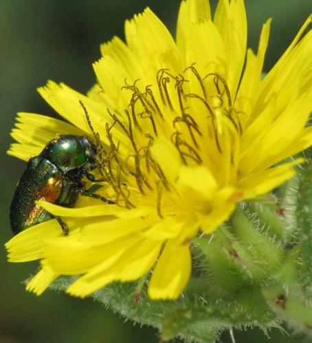 Cryptocephalus sp.