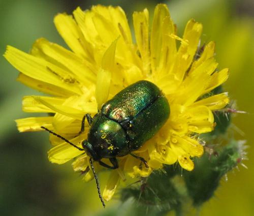 Cryptocephalus sp.