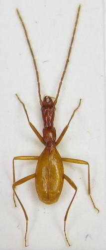 Orotrechus gigas