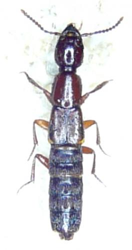 Réf. 81 836 : Othius punctulatus