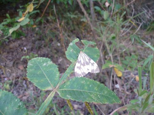 Réf. 81 090 : Nyctemera adversata