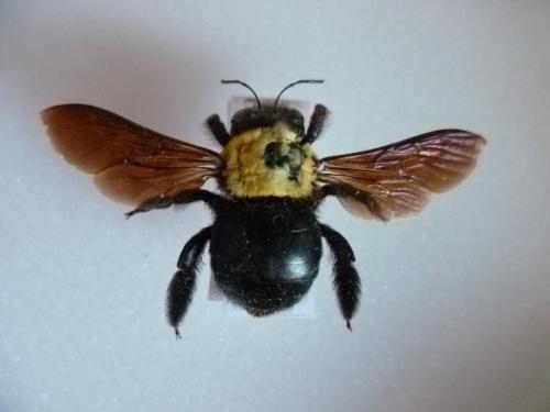 Xylocopa pubescens