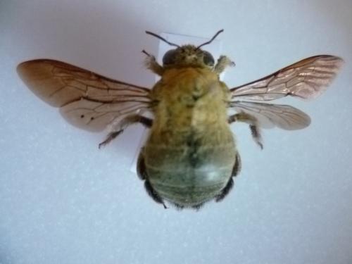 Xylocopa luteola