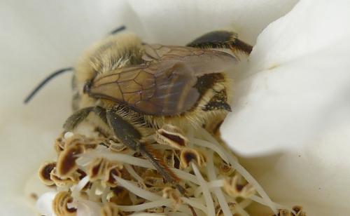 Lithurgus chrysurus