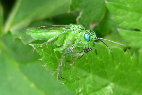 Tenthredo olivacea