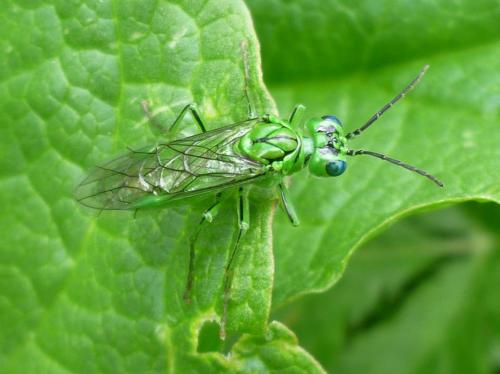 Tenthredo olivacea