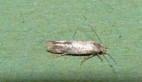 Mompha sp.