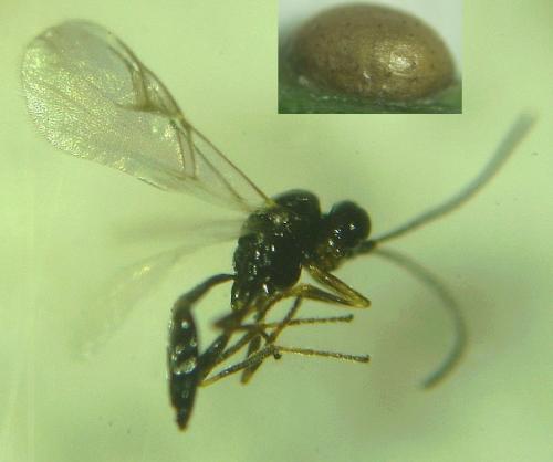Diaeretus leucopterus
