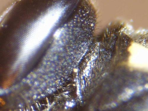 Hylaeus sp.
