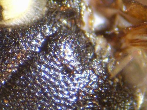 Réf. 81 609 : Hylaeus sp.