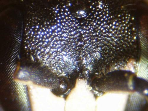 Hylaeus sp.