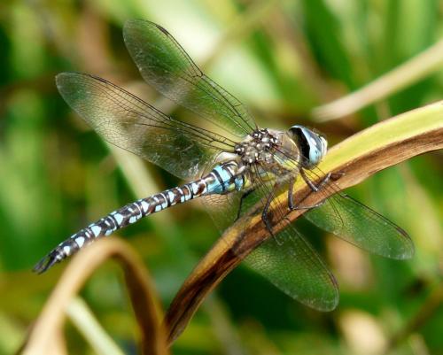 Réf. 81 132 : Aeshna mixta