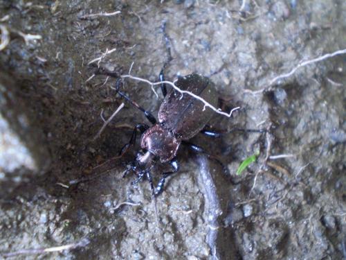 Réf. 81 924 : Carabus fairmairei