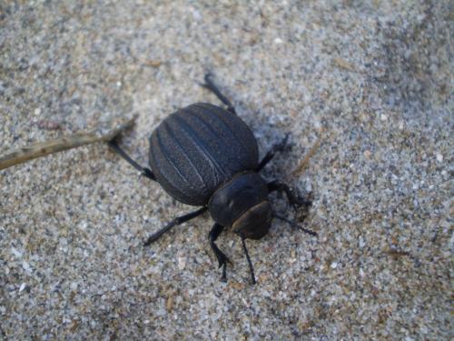 Réf. 81 925 : Pimelia muricata
