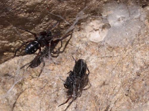 Nurscia albomaculata