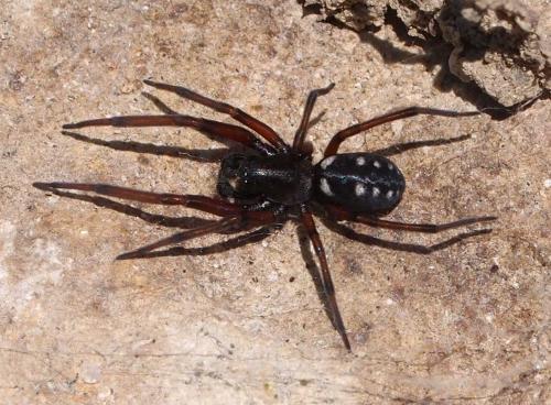 Nurscia albomaculata