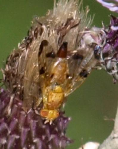 Réf. 81 747 : Xyphosia miliaria