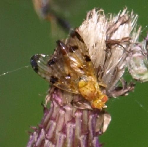 Xyphosia miliaria