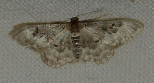Réf. 81 770 : Idaea rusticata