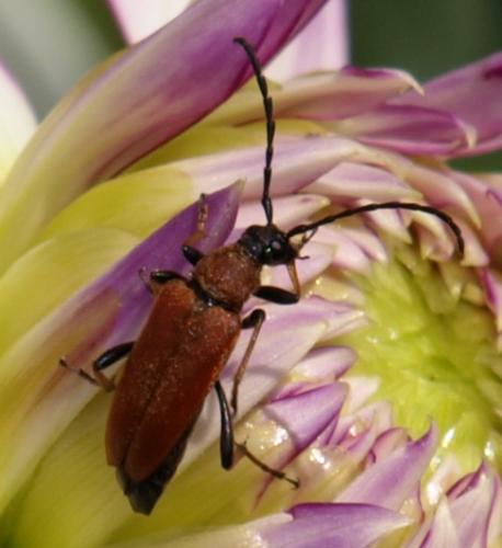 Stictoleptura rubra