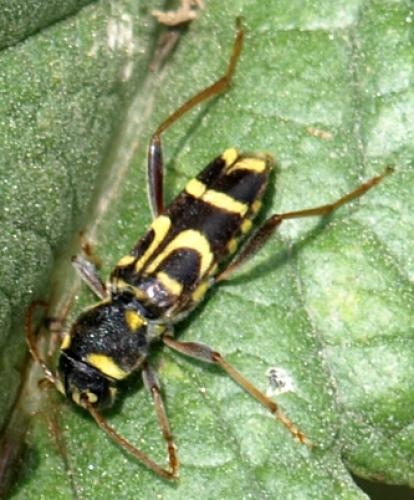 Réf. 81 807 : Xylotrechus arvicola
